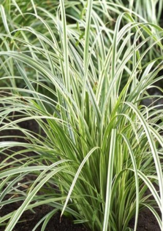 CAREX morrowii Silver Sceptre
